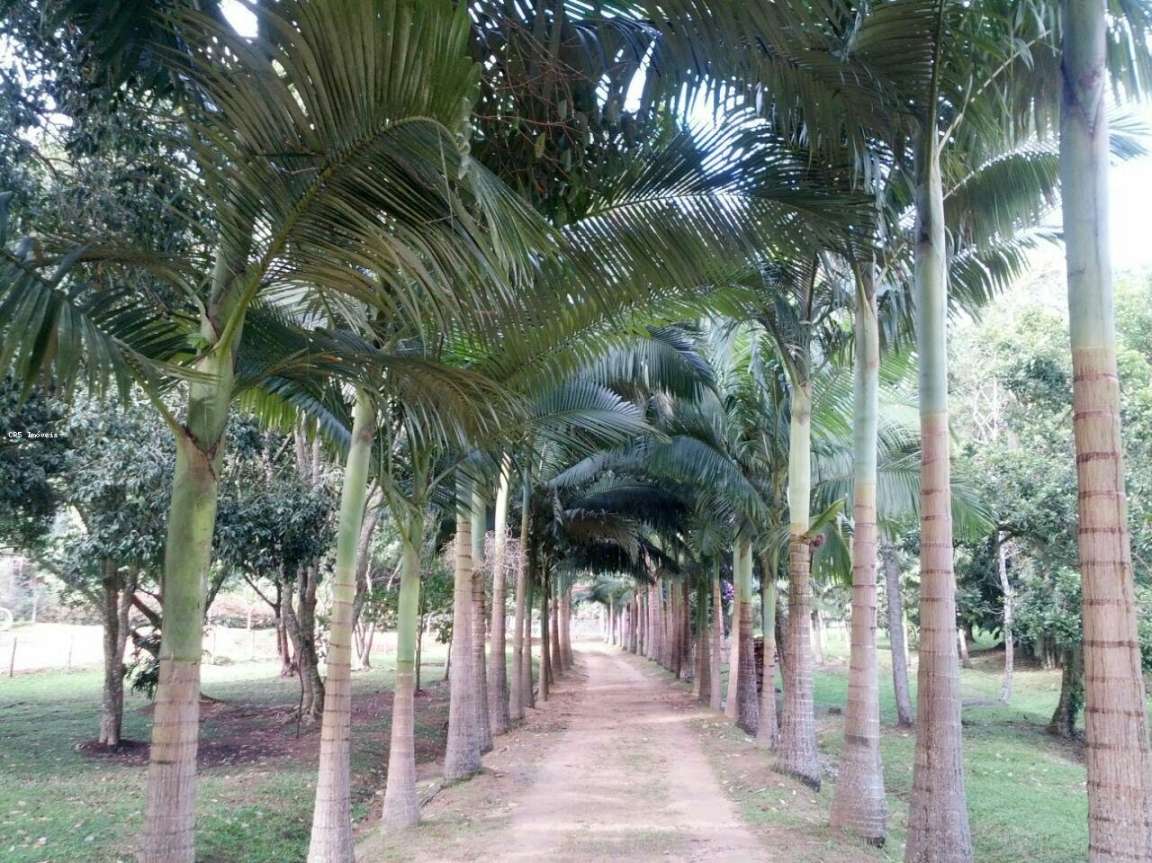 Chácara, 3 quartos, 2 hectares - Foto 4